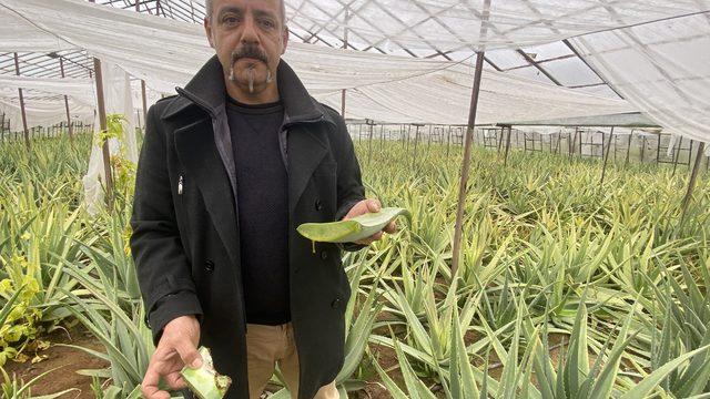 Yurt dışında görüp yetiştirmeye başladı! Yıllık kazancı 15-20 milyon TL'yi buluyor