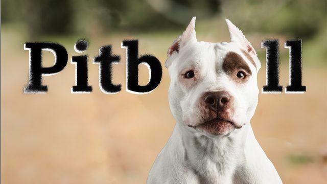 Pitbull ve 'tehlikeli ırklar': Neden saldırırlar, suç köpekte mi, yasak çözüm mü?