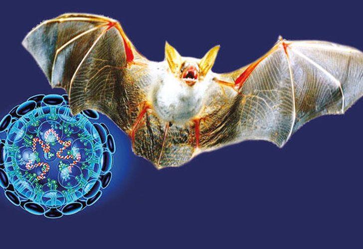 Ne yarasa ne de vizon! Omicron hangi hayvandan bulaştı? Virüsün kökeni ortaya çıktı