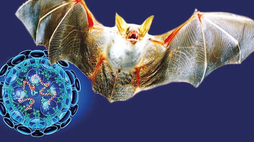 Ne yarasa ne de vizon! Omicron hangi hayvandan bulaştı? Vir&uuml;s&uuml;n k&ouml;keni ortaya &ccedil;ıktı