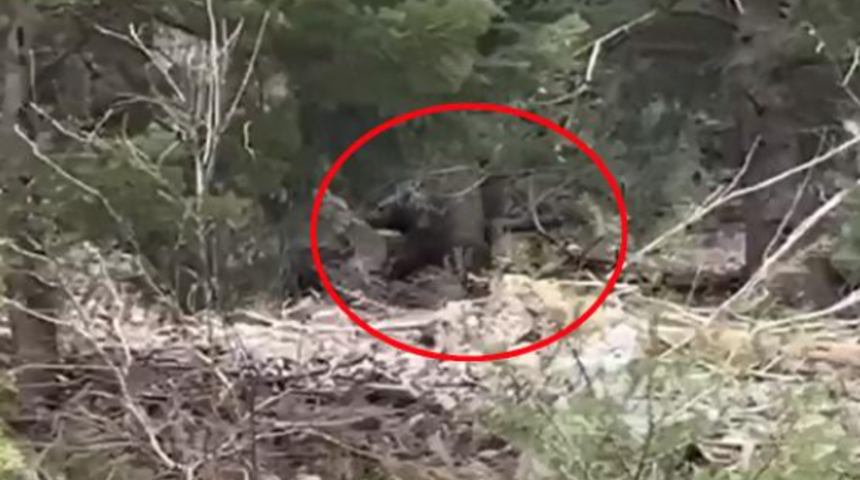 Avcılar karşısında onu görünce şaşkına döndü! ''Maşallah canım benim''