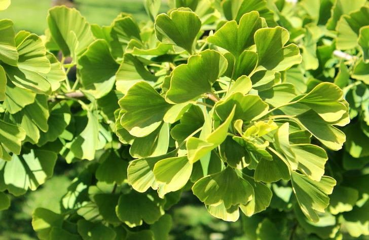 Hem güzelliği hem de faydaları şaşırtıyor! Atom bombasına direnen Mabet ağacının tek yaprağı bile... G1