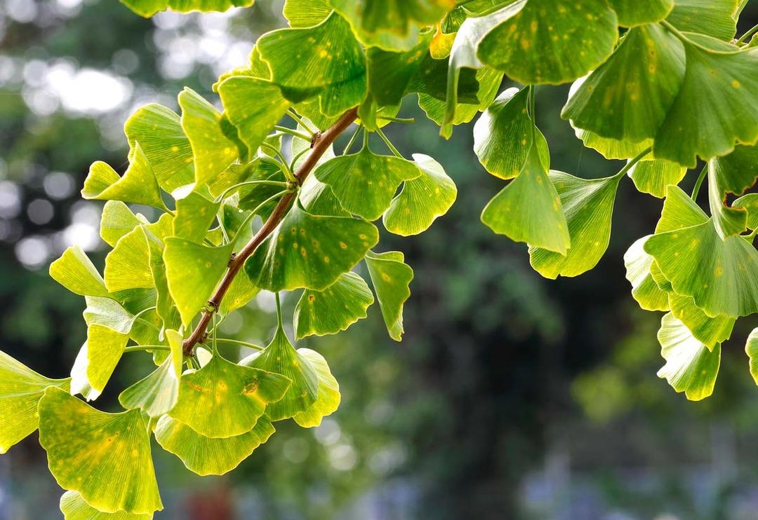 Hem g&uuml;zelliği hem de faydaları şaşırtıyor! Atom bombasına direnen Mabet ağacının tek yaprağı bile...