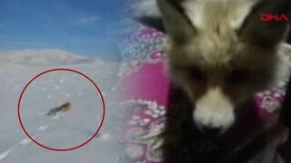 Yemek bulamayan tilkiyi evinde ekmek ve yoğurtla besledi! Drone görüntüleri sayesinde fark etti