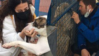 Kıvanç Tatlıtuğ ve Başak Dizer'den barınaktaki köpeklere ziyaret