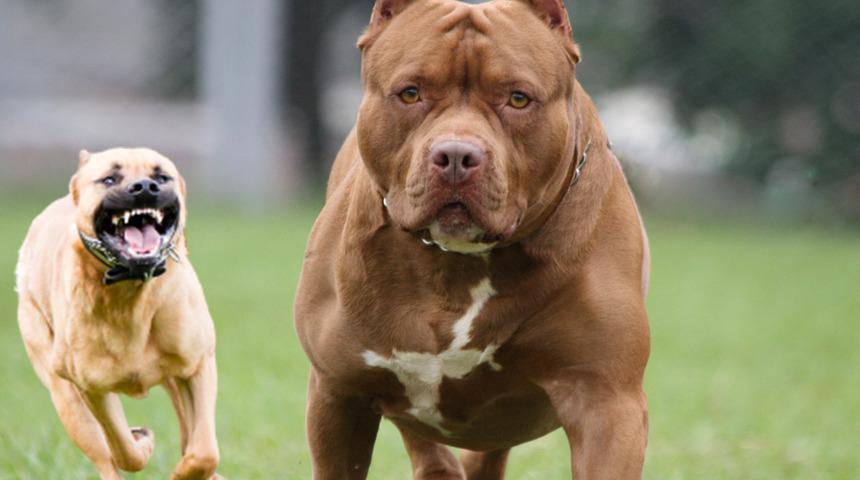 Son dakika: Bakanlıktan tehlike arz eden köpek ırkı açıklaması! Dikkat çeken İstanbul detayı