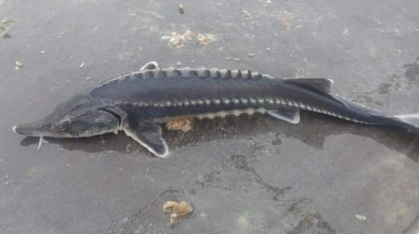 Keban Barajı'nda görüldü, hemen telefona sarıldı! Bu balığın havyarı 2 milyon