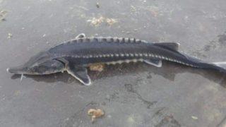 Keban Barajı'nda görüldü, hemen telefona sarıldı! Bu balığın havyarı 2 milyon