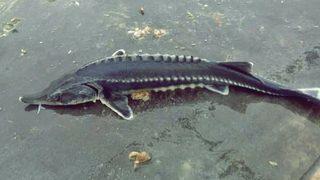 Havyarı tam 2 milyon TL! İkinci kez görüldü