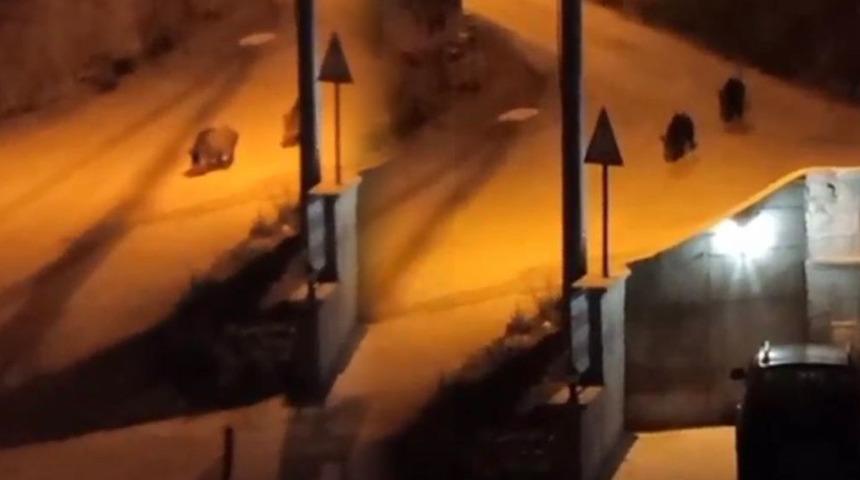 Böyle görüntülendiler! Aç kalan domuzlar şehir merkezine indi