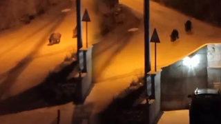 Böyle görüntülendiler! Aç kalan domuzlar şehir merkezine indi