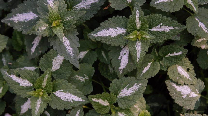 Her aktarda kolayca bulabileceğiniz bu otun suyu ile sa&ccedil;larınız hi&ccedil; olmadığı kadar sağlıklı olacak!