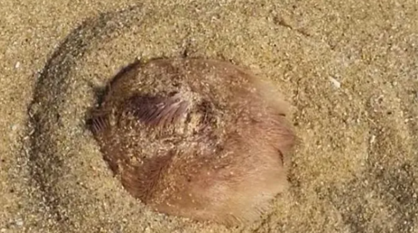 Avustralya'da sahile vuran şey olay oldu! Her yeri dikenle kaplı: Trump'un saçı doğal ortamında