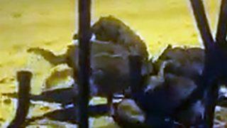 Korkunç! Aç kurtlar köye indi, pencereden baktığında şoke oldu