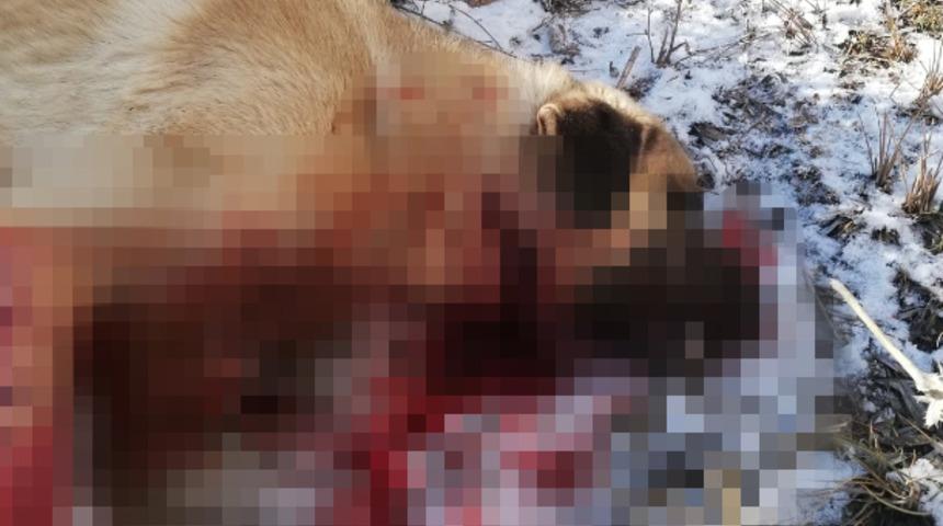 Kangal köpeğini hiç acımadan vurup öldürdüler! ''Yanına gittiğimde tüfek kırılmıştı''