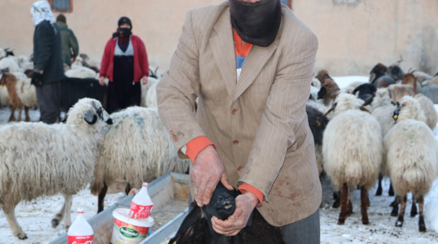 Hakkari'de koyunların sır ölümü! Herkes şaşkın... Teker teker ölmeye başladılar