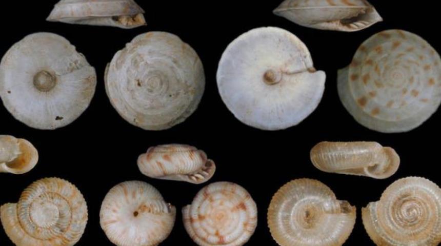 Topraktan çıkan kara salyangozlar bilim insanlarını harekete geçirdi! Kıyamet senaryosunu anımsattı: İnsanlık için endişeliyiz