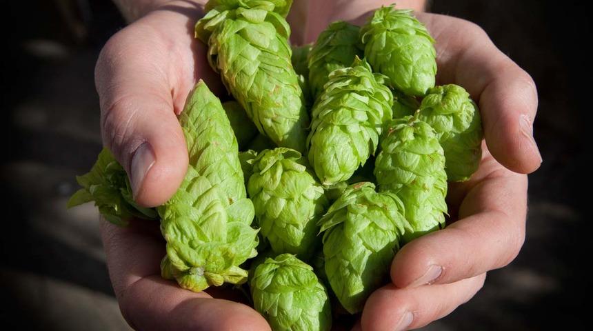 Doğadaki aspirin! Şerbetçi otunun faydalarını öğrenen evinden eksik etmiyor