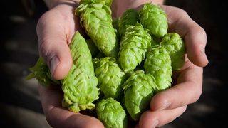 Doğadaki aspirin! Şerbetçi otunun faydalarını öğrenen evinden eksik etmiyor