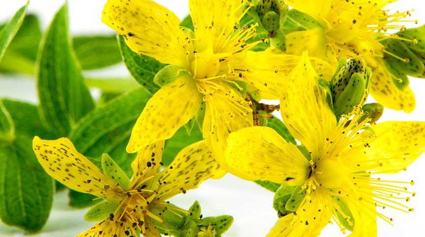 Evinde kantaron yağı yapmak isteyenler buraya! Kantaron yağını sa&ccedil; ve cilt bakımında kullanma t&uuml;yoları...