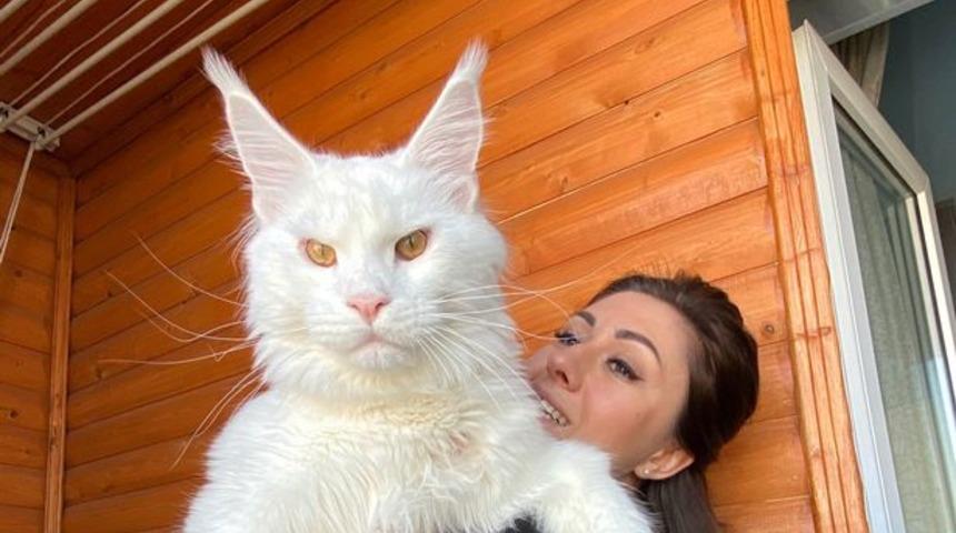 Dünyanın en büyük kedisi! Sahibi taşımakta büyük zorluk yaşıyor