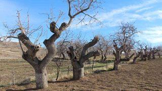 200 yıllık, fiyatı altınla yarışıyor! Koruma altına alınacak