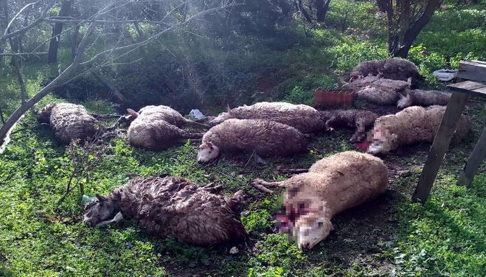 Muğla'da tüyler ürperten görüntü! Koyunlarını parçalanmış bulunca 2 köpeği öldürdü