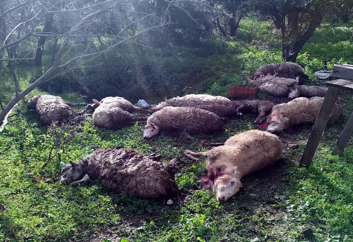 Muğla'da tüyler ürperten görüntü! Koyunlarını parçalanmış bulunca 2 köpeği öldürdü