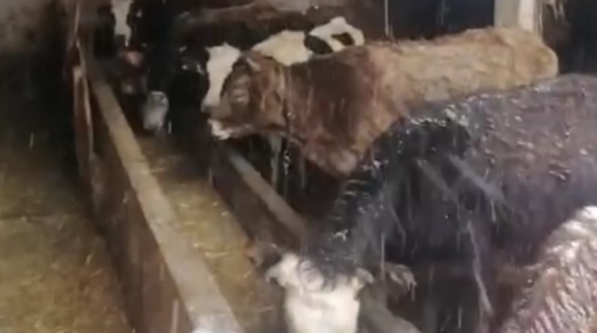 Karabük'te hayvanların üzerine ahır çöktü! Ekipler seferber oldu