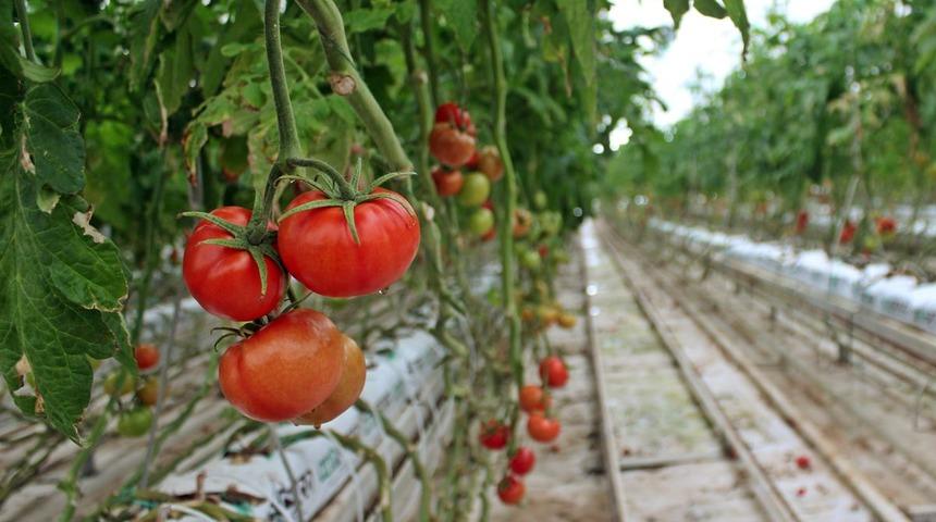 Eski 40 derecede jeotermal enerji ile domates üretiyorlar