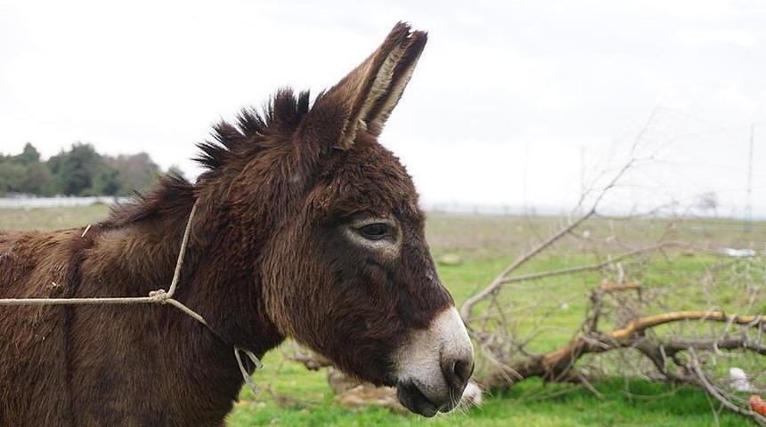 Yargıtay'dan emsal eşek kararı! Büyükbaş mı, küçükbaş mı?