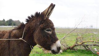 Yargıtay'dan emsal eşek kararı! Büyükbaş mı, küçükbaş mı?