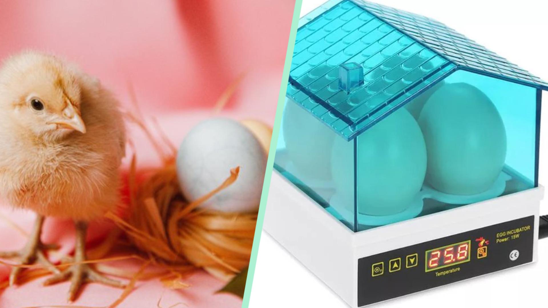 Hobileri arasında kuluçka olanlar için en iyi kuluçka makinesi çeşitleri