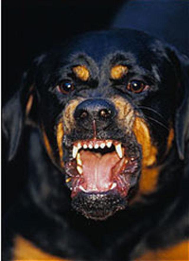 Köpek çocuğu parçaladı 1