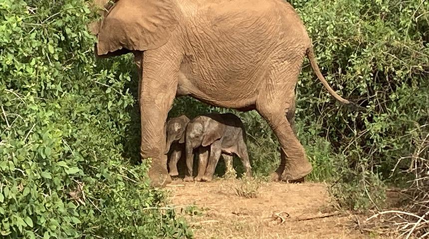 Eşine az rastlanılacak olay! Fil ikiz doğurdu