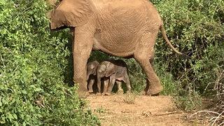 Eşine az rastlanılacak olay! Fil ikiz doğurdu