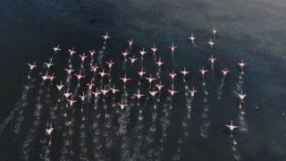 İstanbul'da görüldü! Kanat açıklıkları 1,60 metreyi buluyor