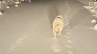 Yer: Van! Aniden önlerine çıktı, ambulansa eşlik etti