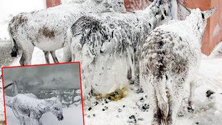 Kar altında buz tutan eşeklerle ilgili harekete geçildi!