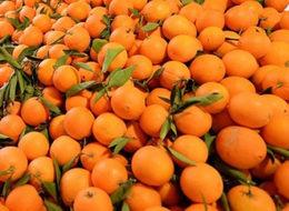 Rusya'dan portakal hamlesi mi geliyor?