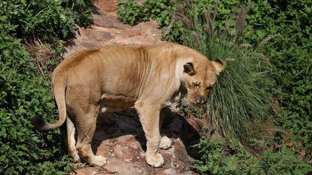 Bilim insanları Güney Afrika'da üç aslan ve iki pumanın bakıcılarından virüs kaptığını söyledi.