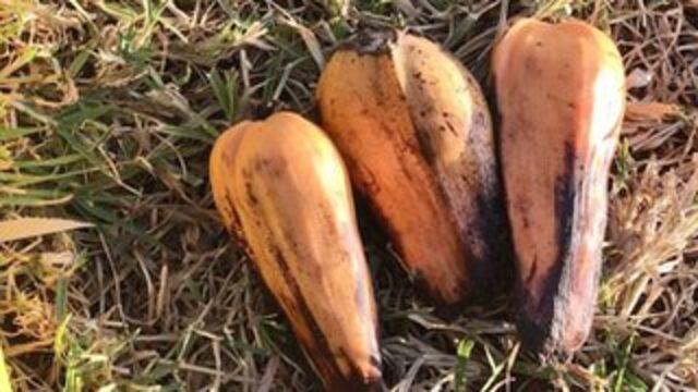 Sahte muz: 100 milyondan fazla kişiyi doyurabilecek  hayat kurtarıcı  s&uuml;per gıda 1