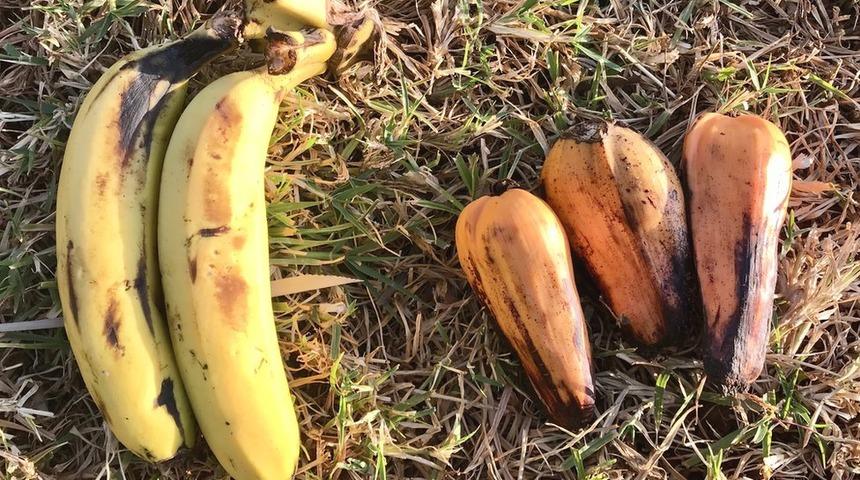 Sahte muz: 100 milyondan fazla kişiyi doyurabilecek 'hayat kurtarıcı' s&uuml;per gıda