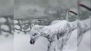 Sosyal medyada gündem olmuştu! Van Valiliği’nden 'donmuş eşek' açıklaması