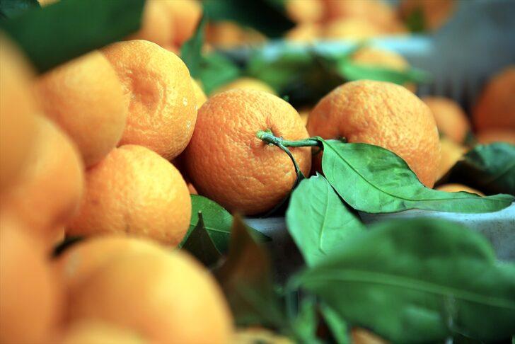 Narenciye ihracatçısının gözdesi mandalina 3 yılda 1,2 milyar dolar getirdi G5