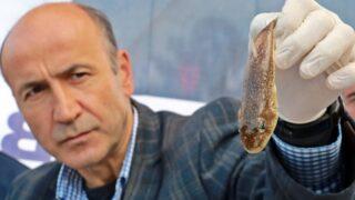 Tanesi 1 kiloya yakın 7 balon balığından yapıldı: Timsah derisi kadar sağlam