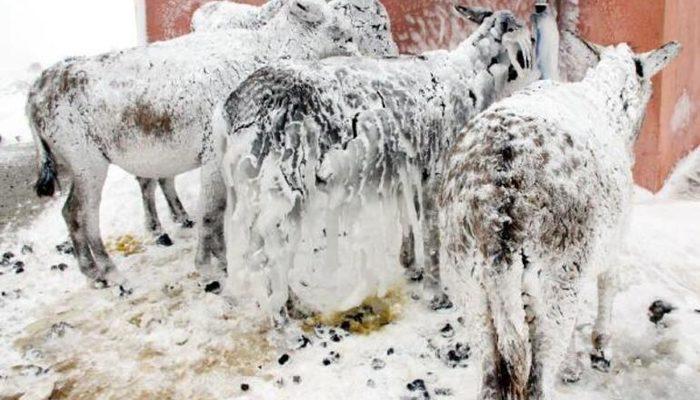 Görüntüler sosyal medyayı ayağa kaldırmıştı! Şanlıurfa'da donmak üzere bulunan eşekler korumaya alındı