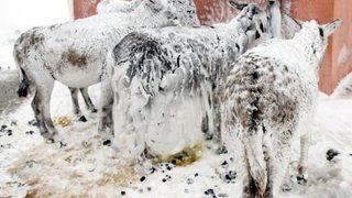 Görüntüler sosyal medyayı ayağa kaldırmıştı! Şanlıurfa'da donmak üzere bulunan eşekler korumaya alındı