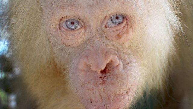 'İlk kez karşılaşılan' albino orangutan korumaya alındı