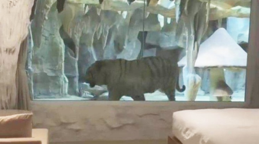 Kaplan manzaralı lüks oda tepkilerin odağında! Milyonlarca kişi izledi